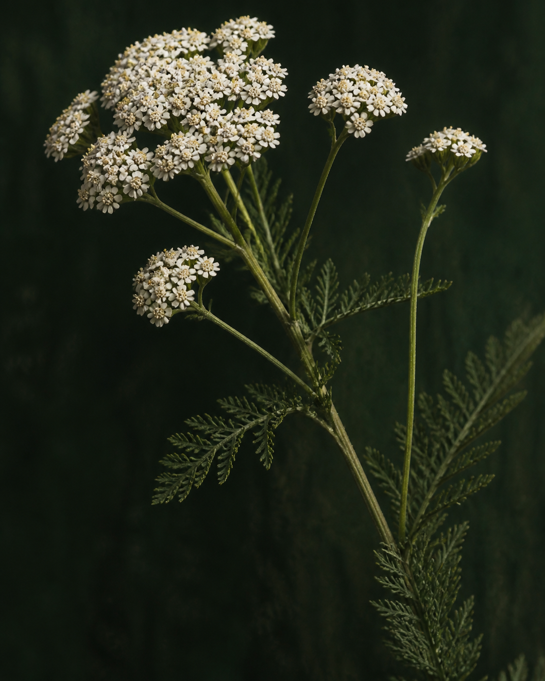 Cream yarrow flowers against a deep forest background